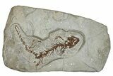 Fossil Salamander (Chelotriton) - Gračanica, Bosnia #279001-1